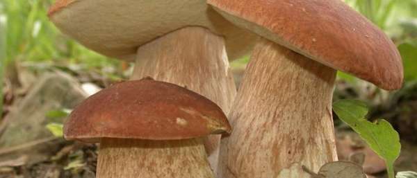 Подагра и грибы